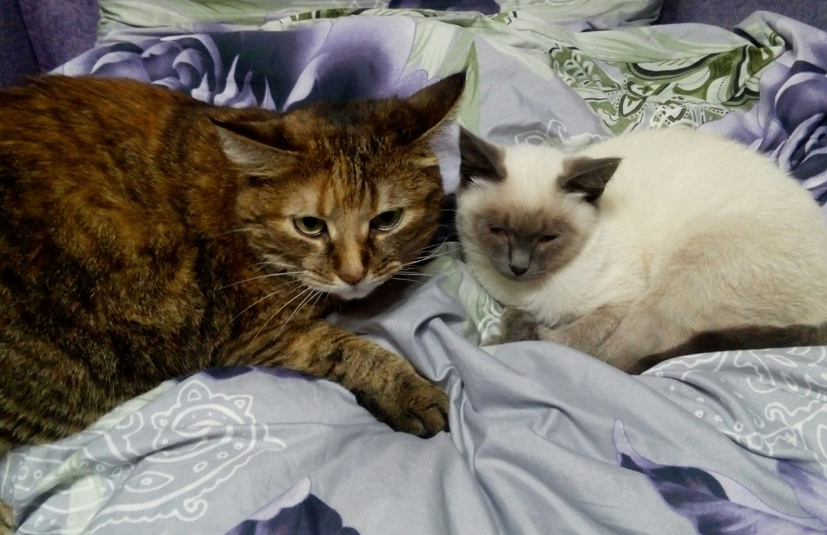 Феня в период стресса. Посажена рядом с котенком насильно. Высидела секунд 7 (хватило, чтобы сфоткать их вместе), потом смоталась под кровать