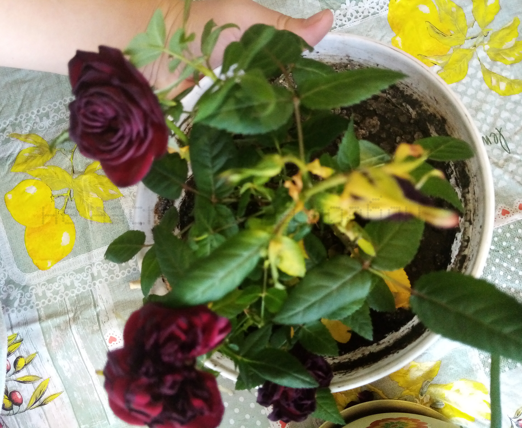 Увядшая роза