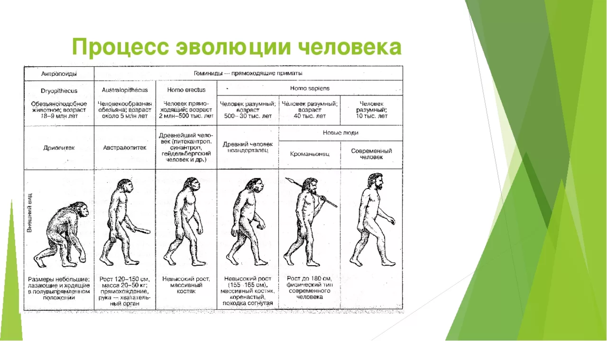 Этапы антропогенеза. Эволюция человека таблица гоминид. Этапы развития человека схема. Гоминиды таблица стадии эволюции. Этапы эволюции человека