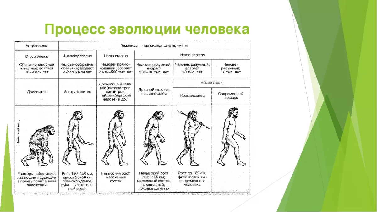 Этапы эволюции человека проект