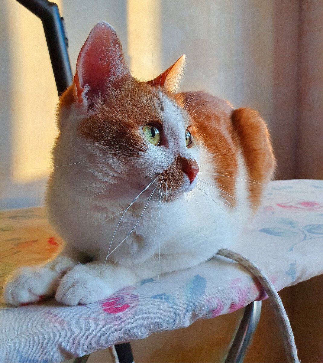Котики никого не  обижают, потому что у них все хорошо