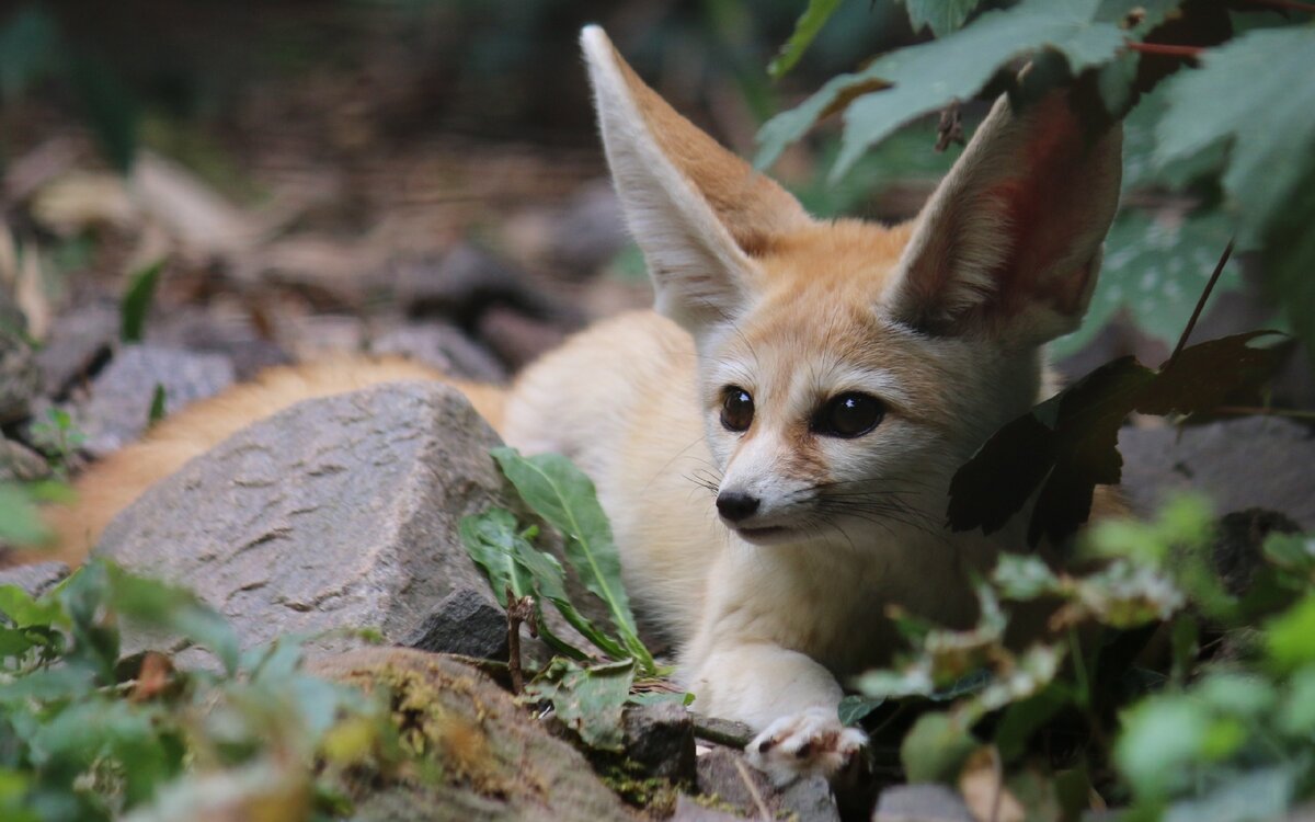 Кто то идет ко мне надо прятаться. 