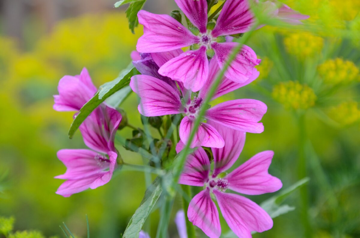 цветет мальва