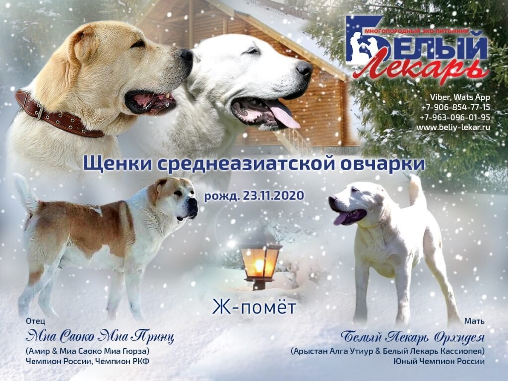 Помет "Ж". Щенки среднеазиатской овчарки. https://beliy-lekar.ru/