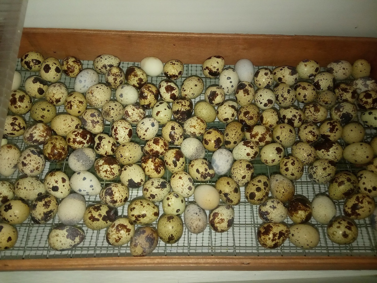 Яйцо греется в инкубаторе