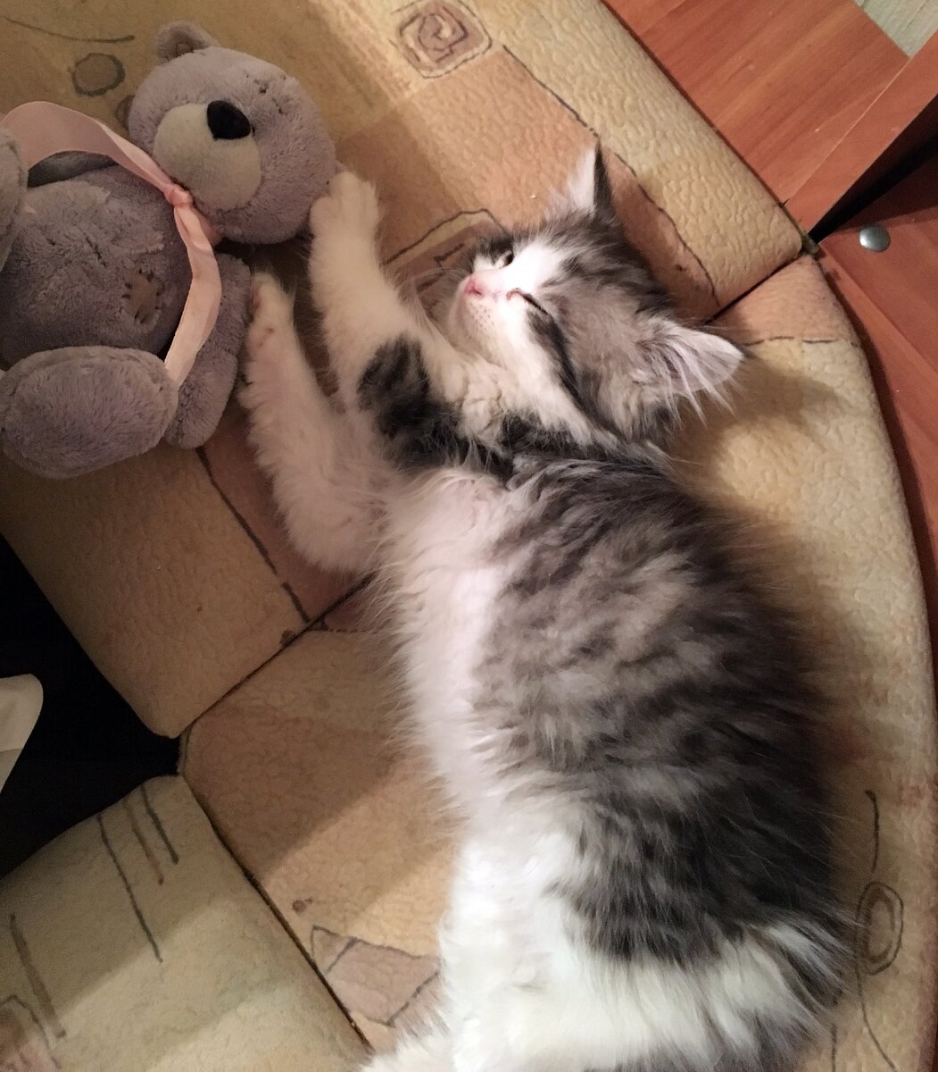 Здесь ему чуть больше месяца. До сих пор гадаем, что это за порода...