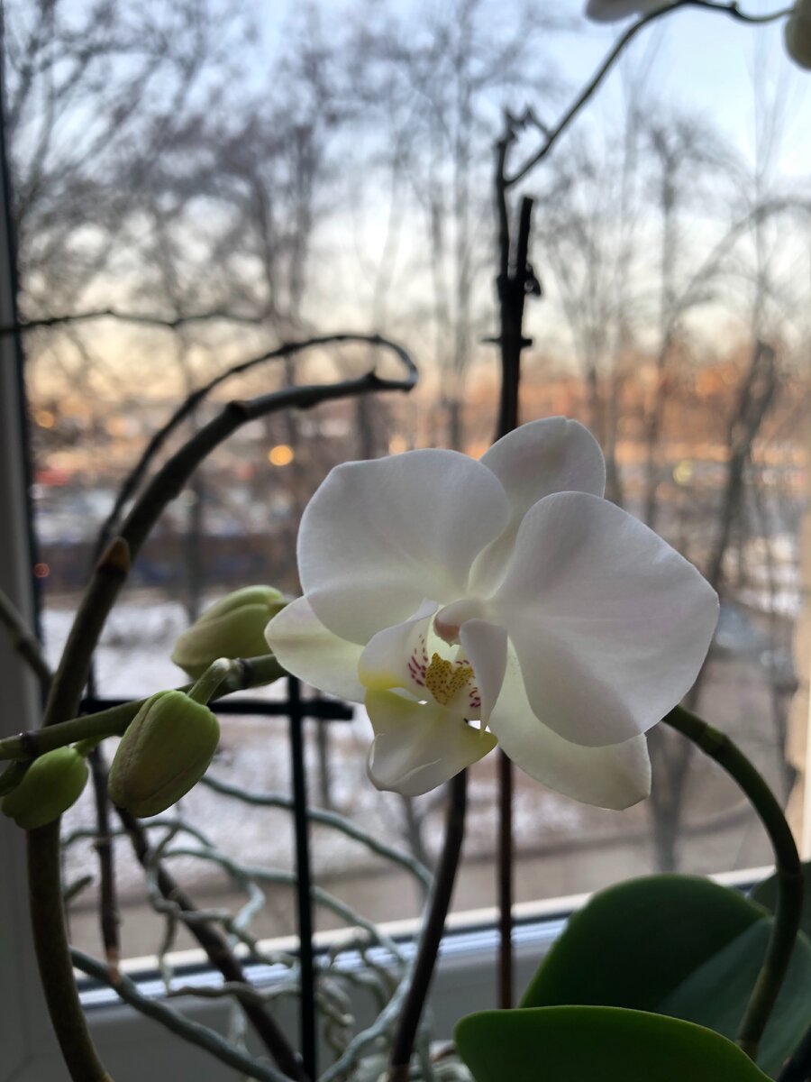 Когда дома тепло и зимой цветут цветы.