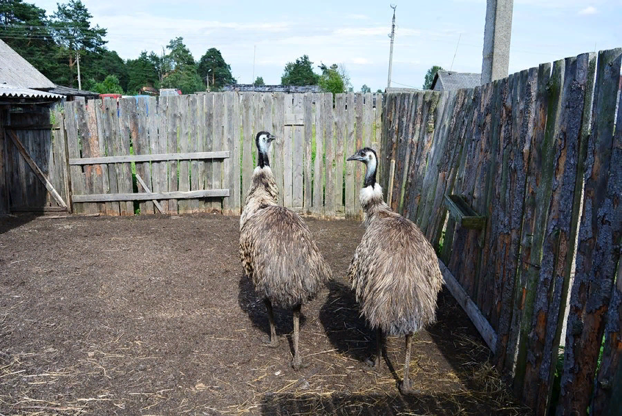 Местные на прогулке. Фото автора