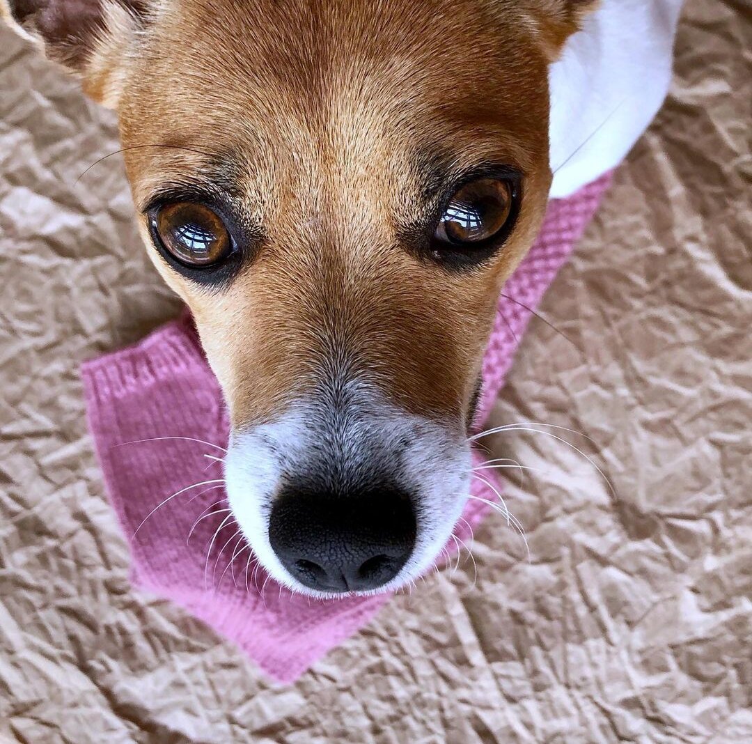 Королевский йоркширский терьер. Джек-рассел-терьер. Австралийский шелковистый терьер и йоркширский терьер. Дженкрасл терьер. Добро терьер.