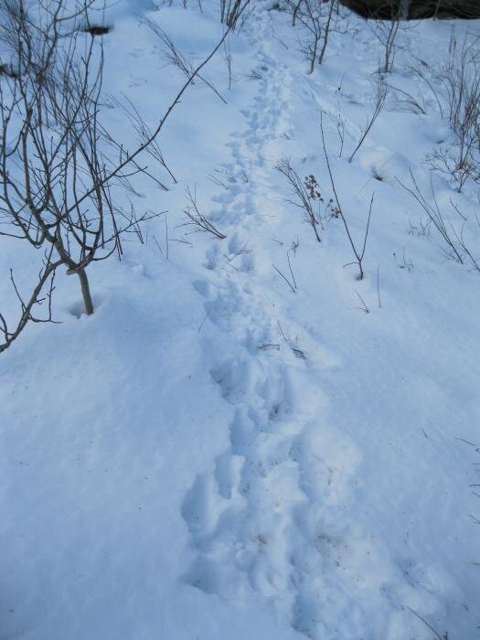 Не заячьи следы как пишется. Заячьи следы. Заячьи следы на снегу. Распутывание заячьих следов зимой. Заячий след на снегу направление.