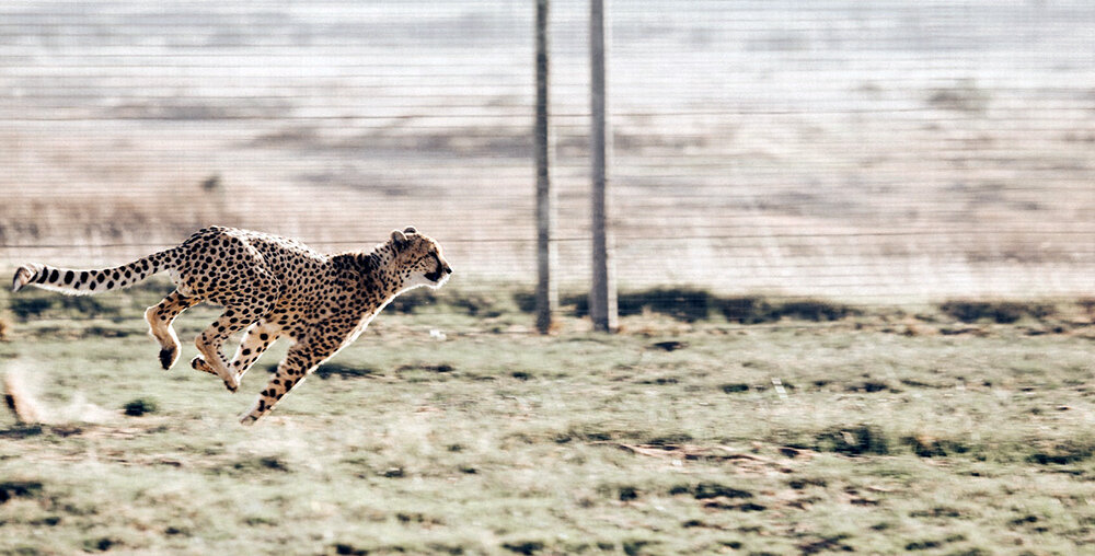 СБП – быстрые, как гепард