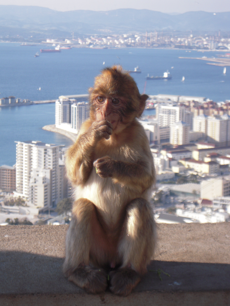 Магот, или берберийская обезьяна (Macaca sylvanus) в Гибралтаре. Фото: Мануэла Гонсалес-Суарес / Редингский университет