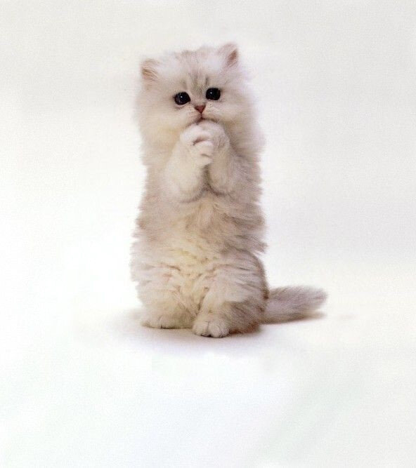 Котёнок умоляет дать ему лакомство. Фото из Интернета.