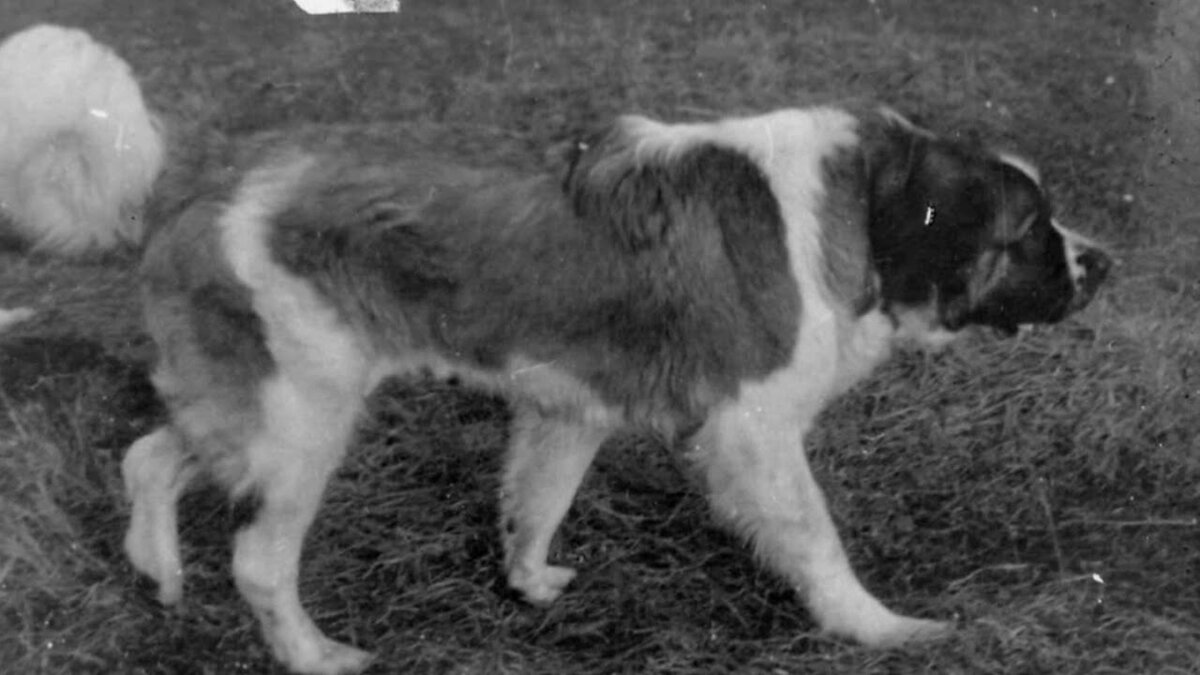 Первая собака на деревне | Из жизни собачника🐶 и конника🐎 | Дзен