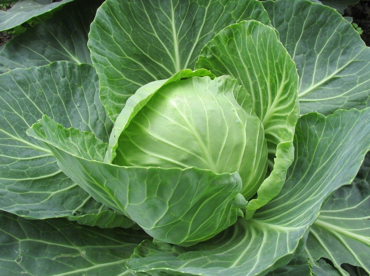 Капуста. Источник: Pixabay.com