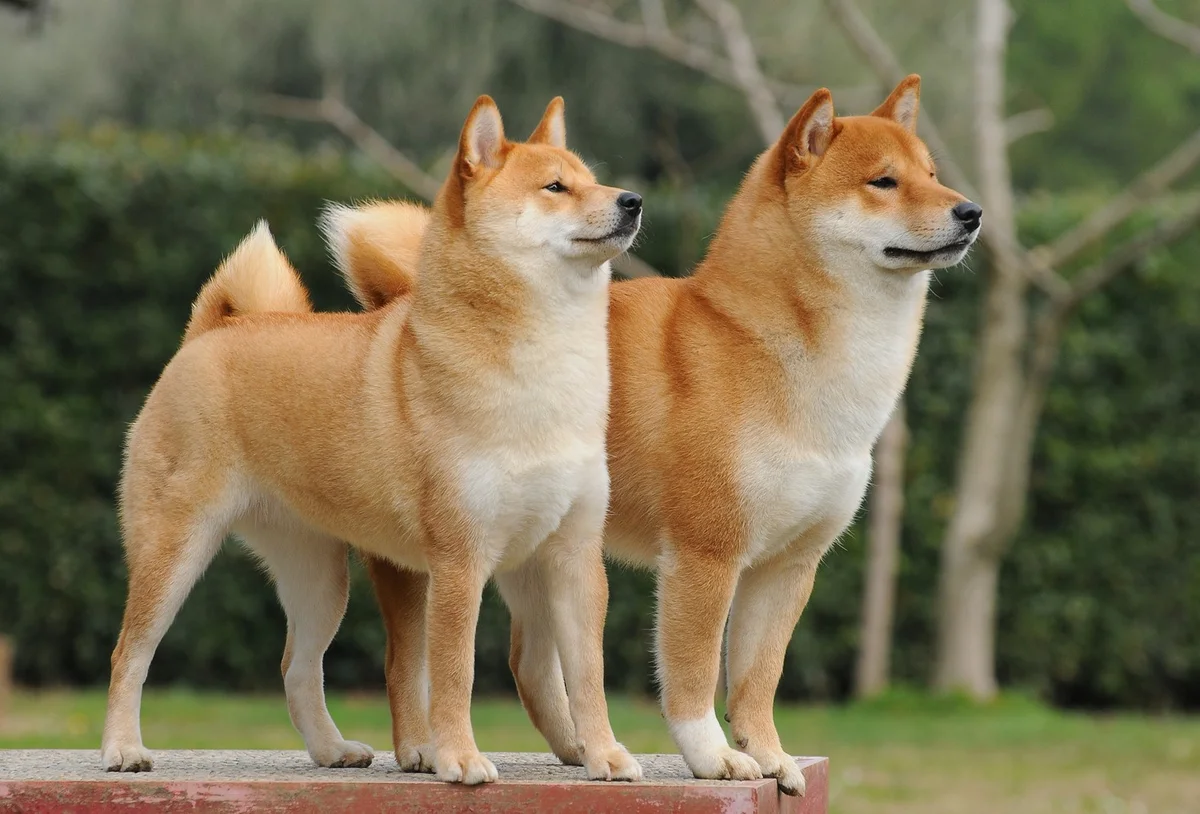 яркие представители породы