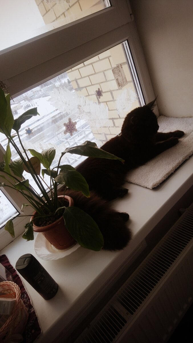 Котики украсят собой любой дом 🏡 