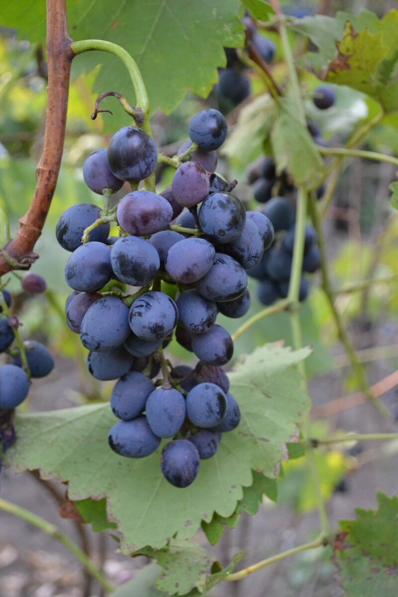 Как заботиться о винограде зимой, чтобы не остаться без урожая.