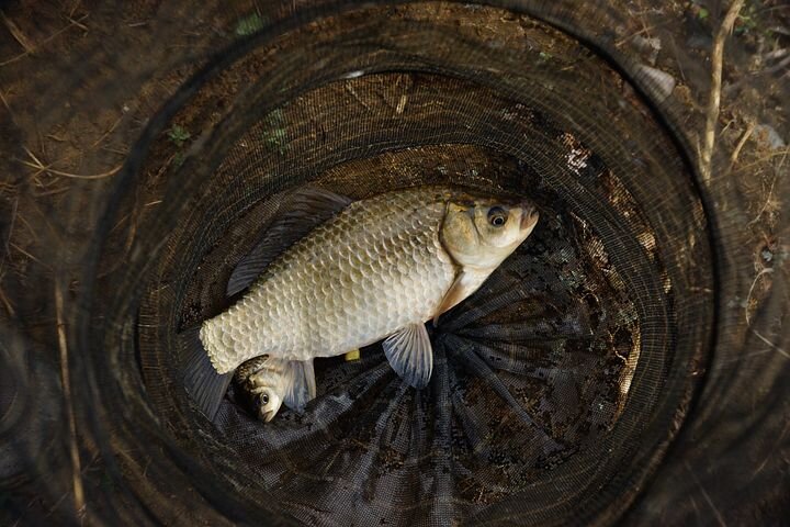 Серебряный карась. 