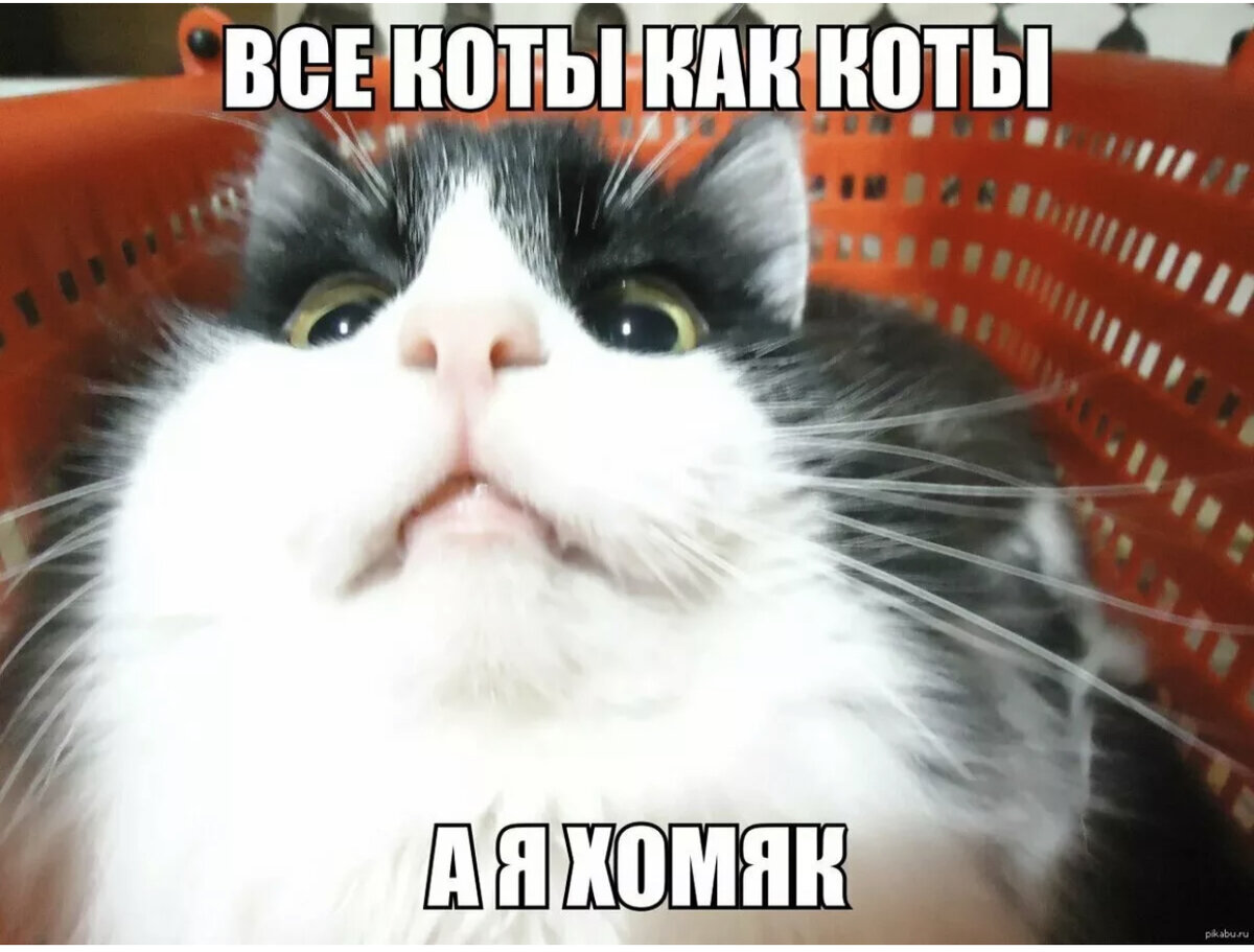 Мемы с котами и надписями очень смешные