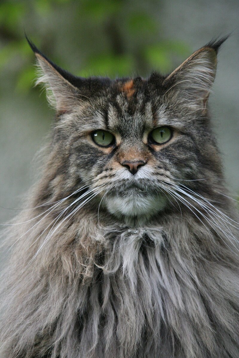 Кот породы Мейн-Кун
