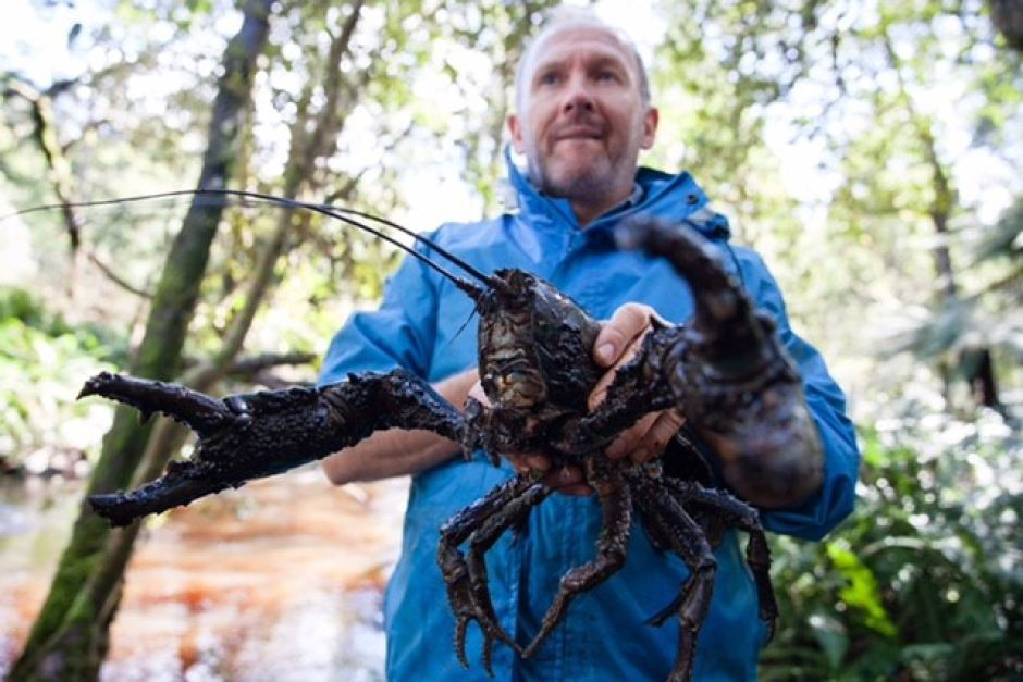 Раки старый оскол. Пресноводный рак, Astacopsis Gouldi. Tasmanian giant Crayfish. Австралийский пресноводный лобстер.