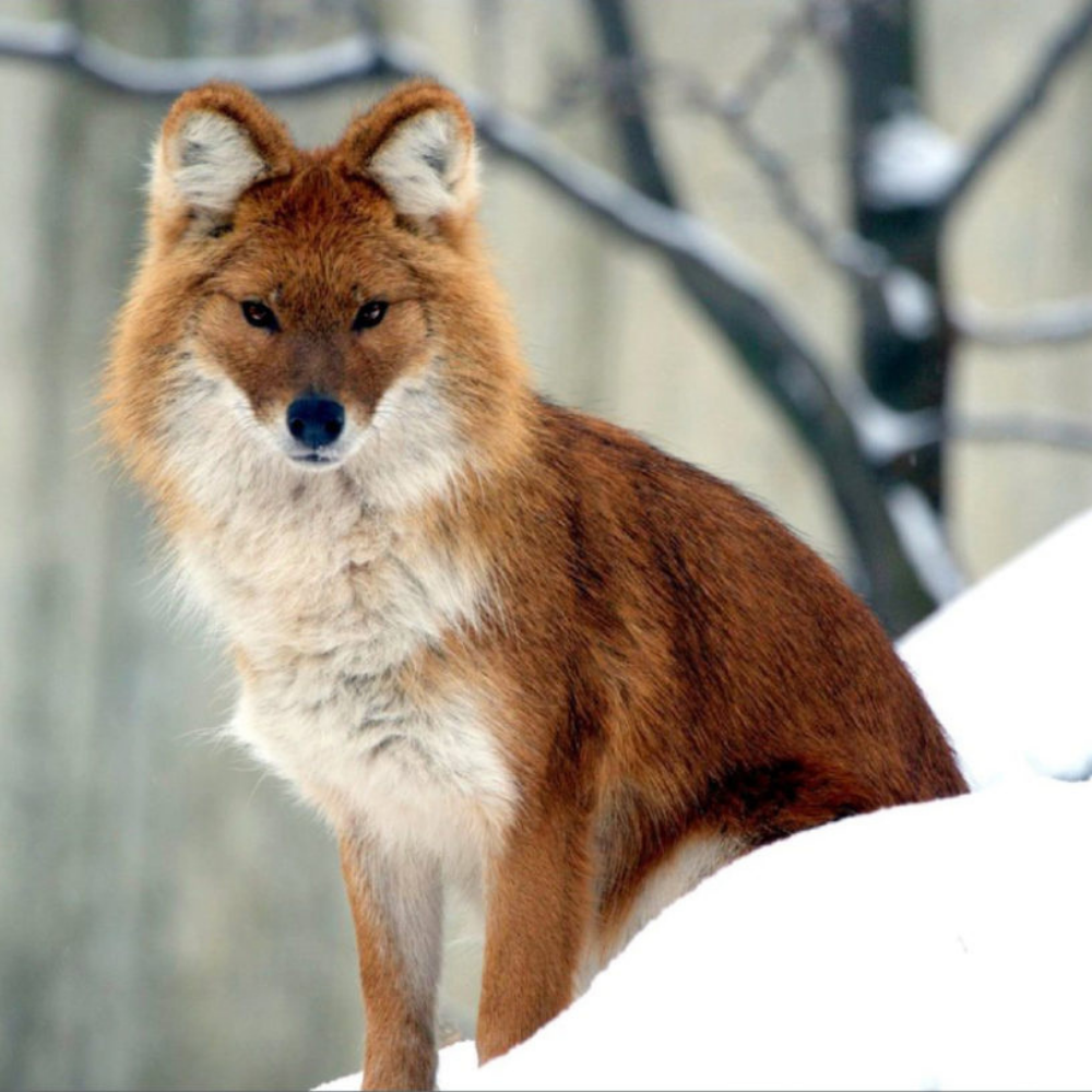 Зимой вдвое пушистей