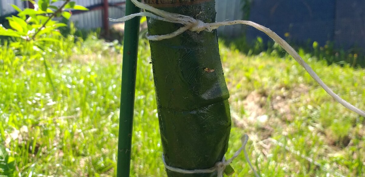 Ловчий пояс для деревьев