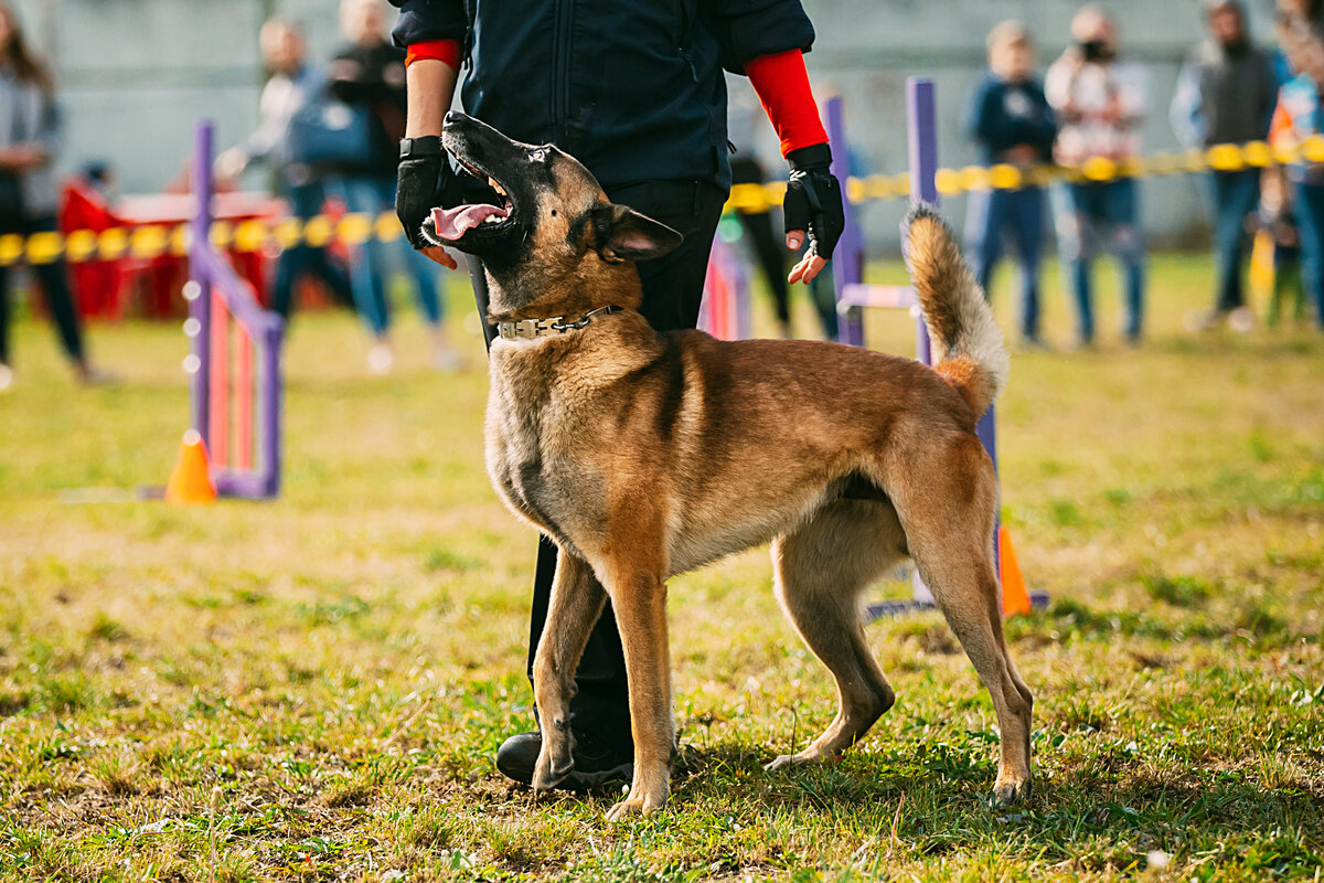 Кинологи относят бельгийку к породам средних размеров.