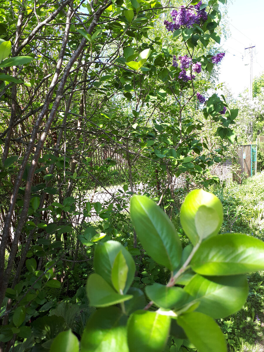 Ограждение сеткой рабицей.