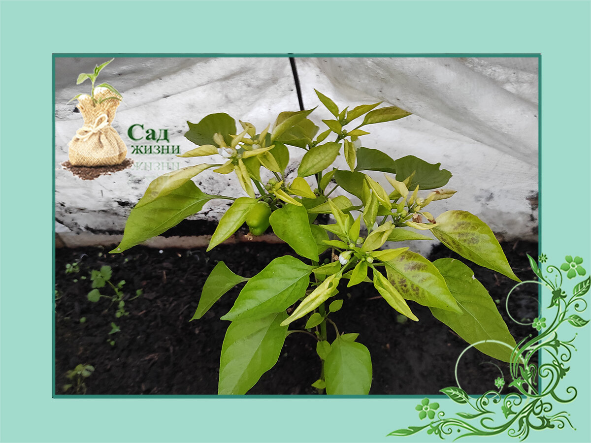 Хлороз растений - правильный диагноз и правильное лечение