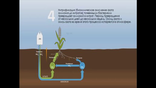 Карбамид или аммиачная селитра? Превращение в почве и потери азота. (Сельское хозяйство) 