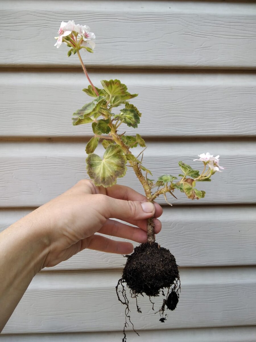 Кусту 1 год. Карликовый сорт "Сандра Мефан". 