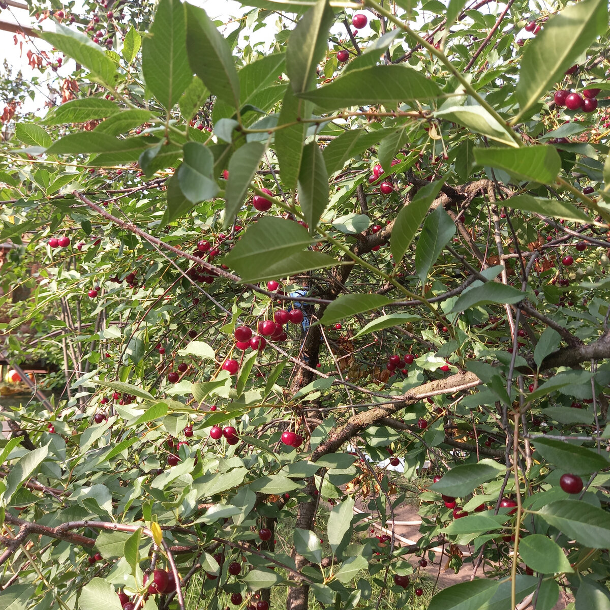 все фото в тексте  - автора