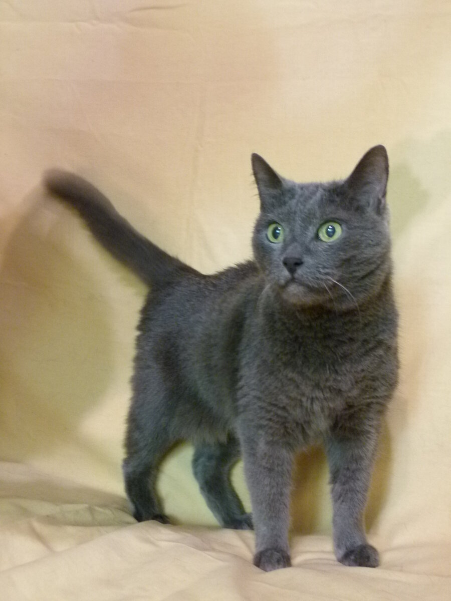 Синтия очень внимательная и неравнодушная кошка