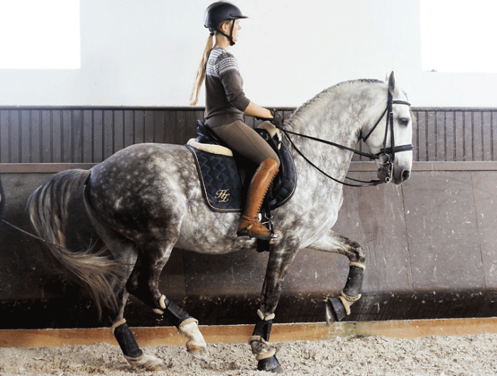 Вот так выглядит пиаффирующий серый конь. Но нет, это не Балагур.