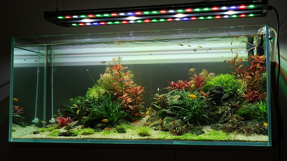 Аквариум с живыми растениями