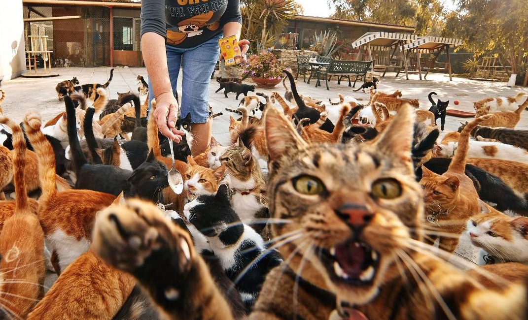 Неделя большими кошками. Кошачий остров Тасиро. Тасиро остров кошек в Японии. Остров Тасиро остров кошек. Остров Фраджост кошачий.
