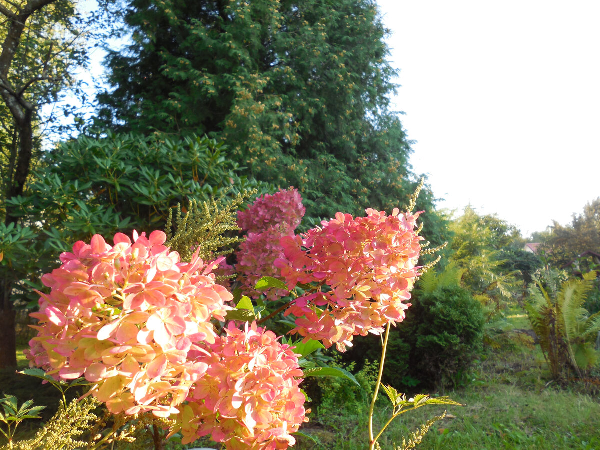 Здесь Ванилла уже с частично срезанными соцветиями, пару недель спустя после обрезки