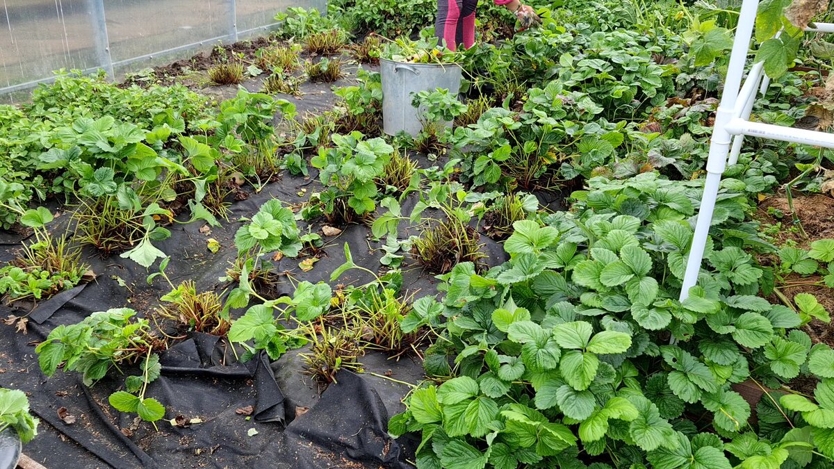 В конце августа-в сентябре нужно обрезать всю больную и старую листву у клубники, опрыскать от болезней и вредителей