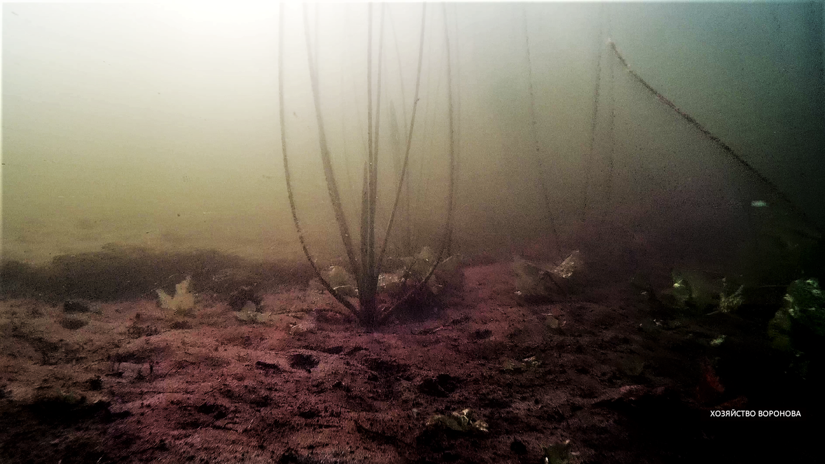 Растительность на дне