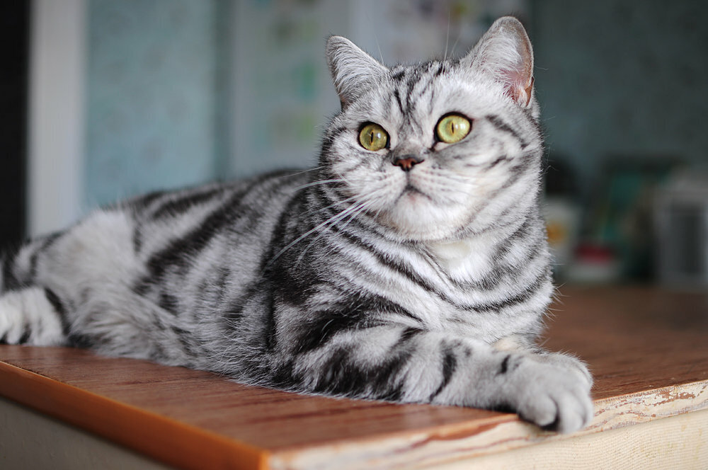 Американская короткошерстная кошка: история, стандарты, характер,  содержание | ЗооПассаж | Дзен