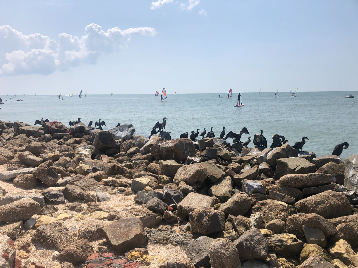 Фото из личного архива. И снова бакланы.