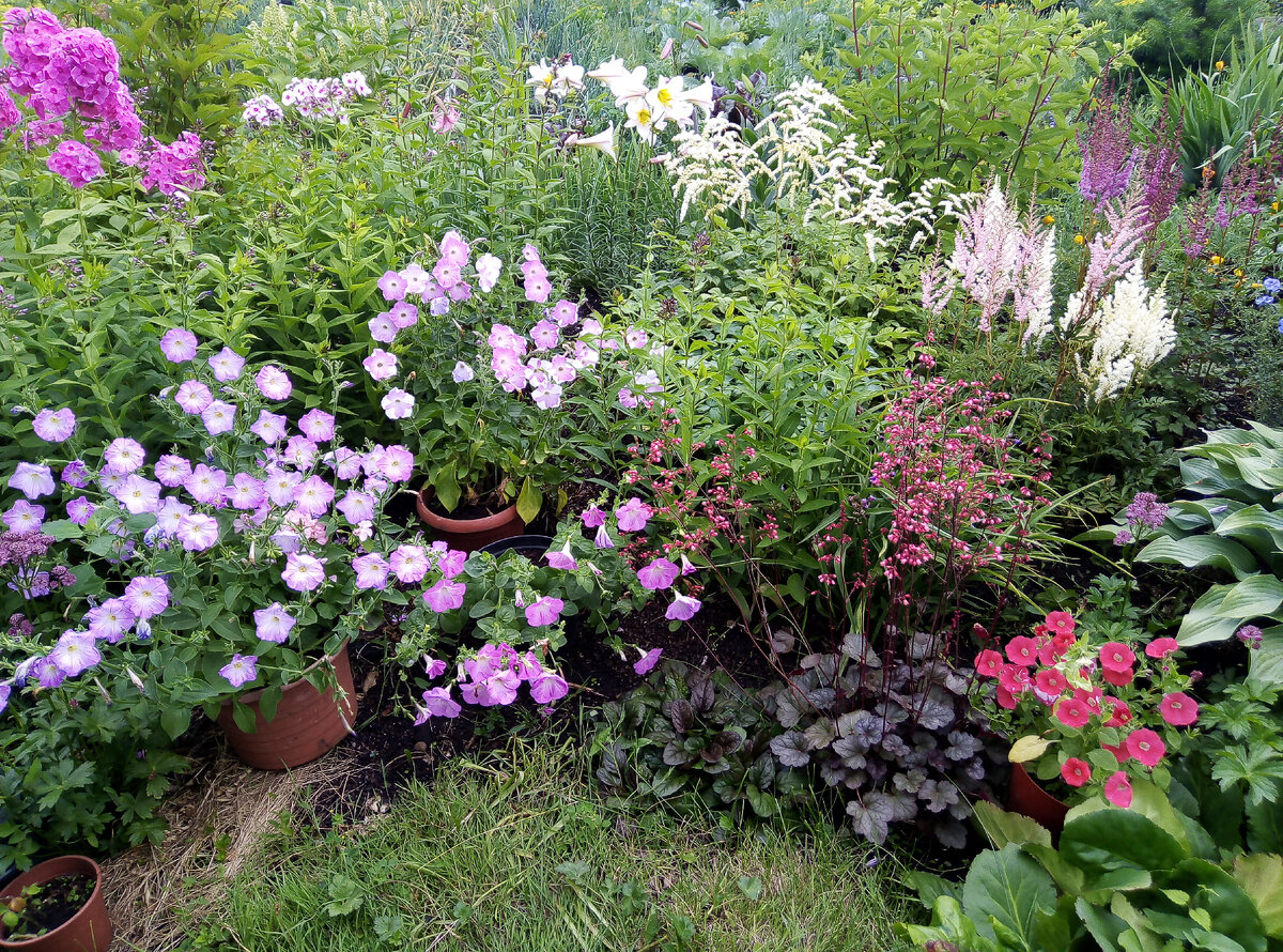 Петунии в горшках