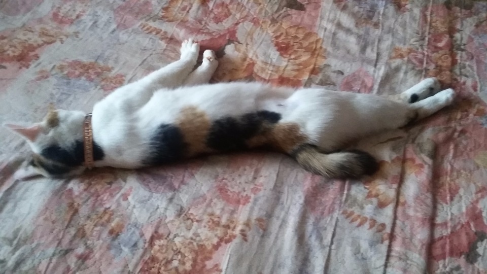 Дома