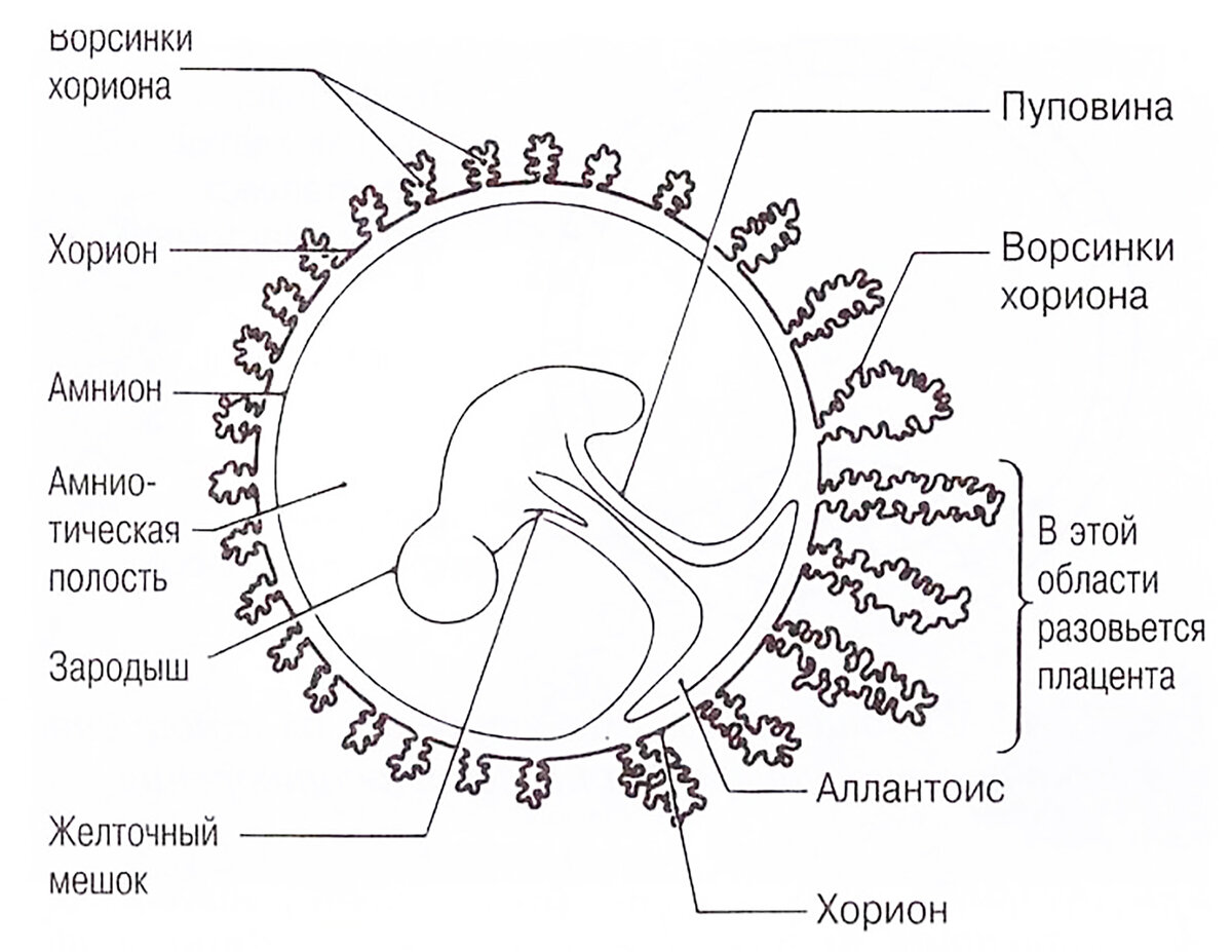 Оболочки зародыша человека. Строение плаценты хорион. Строение зародыша хорион амнион. Амнион хорион аллантоис ЕГЭ биология. Строение зародыша эмбриона человек.