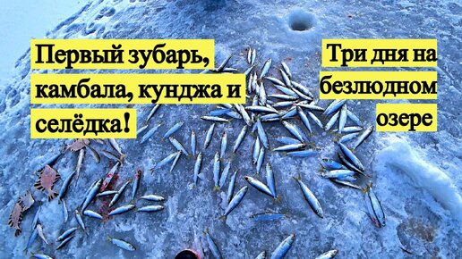 Камбала и селёдка по первому льду повсеместно! Остров Сахалин