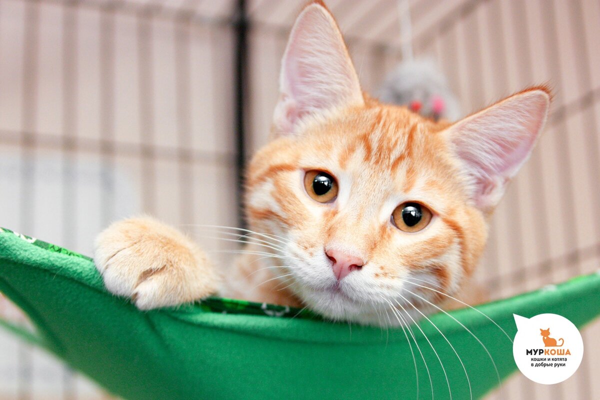 Торт симпл димпл. Торт поп ит и симпл димпл. Симпл кс го. Кот симпл. Котик антистресс своими руками.