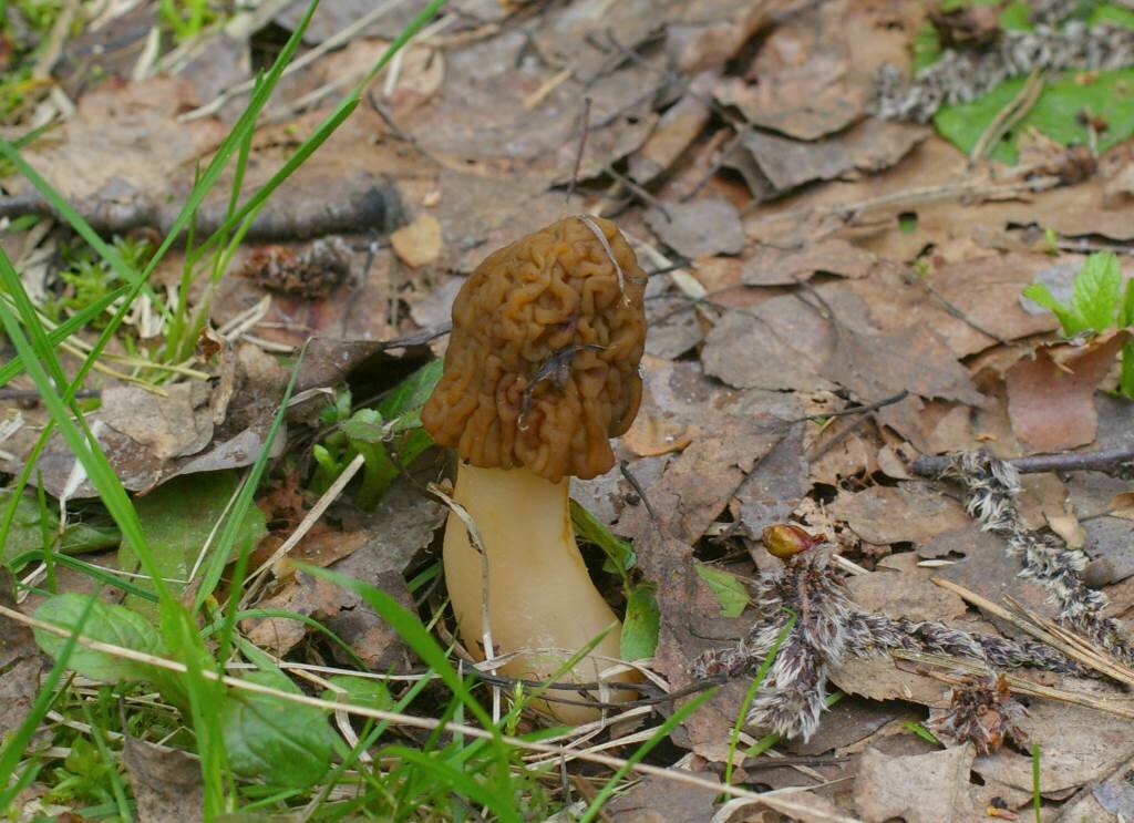 Весенние грибы волгоградской области фото и описание