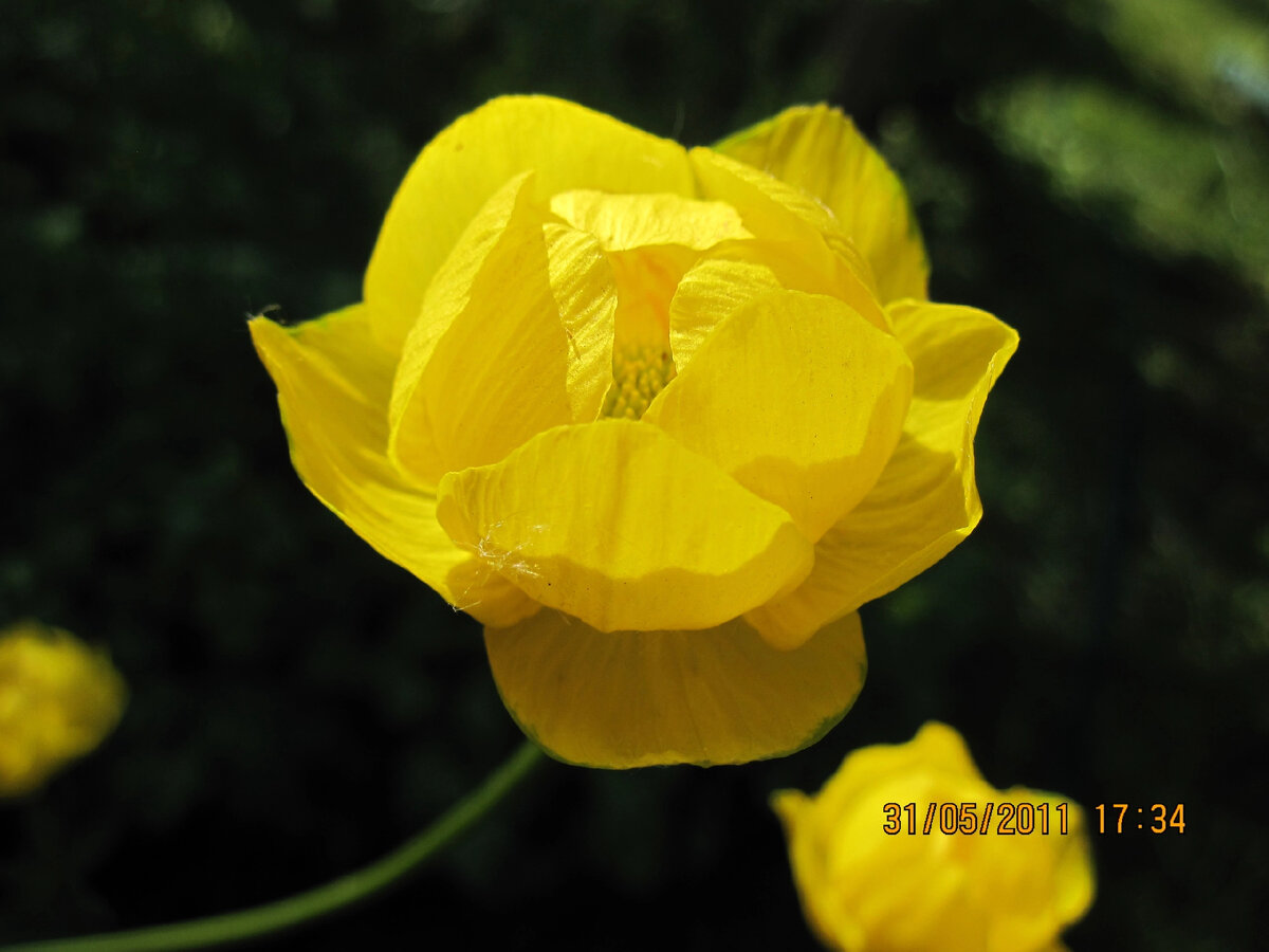 Trollius komarovii